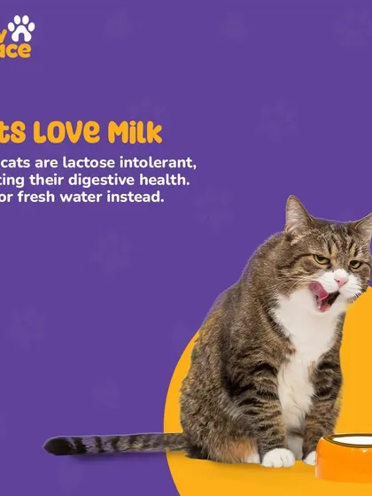 It's a classic image, but the idea that cats love milk is a myth. Most cats are actually lactose intolerant, and milk can upset their digestive system. Fresh water is always the best choice for hydration.