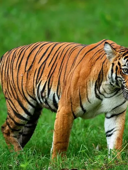 A subadult tigress from Kabini, photographed during the festive season of Ayudha Pooja. Her powerful build and focused gaze against the lush green grass represent the strength and vitality of the next generation.