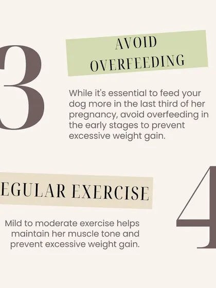 During pregnancy, avoid overfeeding in the early stages but provide regular, moderate exercise to maintain muscle tone and prevent excessive weight gain.