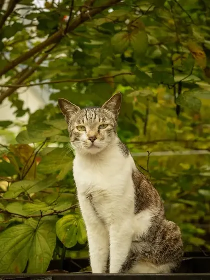 This street-savvy tabby, framed by lush green leaves, has an air of quiet confidence. Outdoor sessions can capture the natural grace of cats in their element.