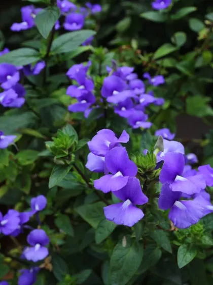 A full cluster of the purple Blue Daze, demonstrating its prolific blooming capability for long-lasting color.