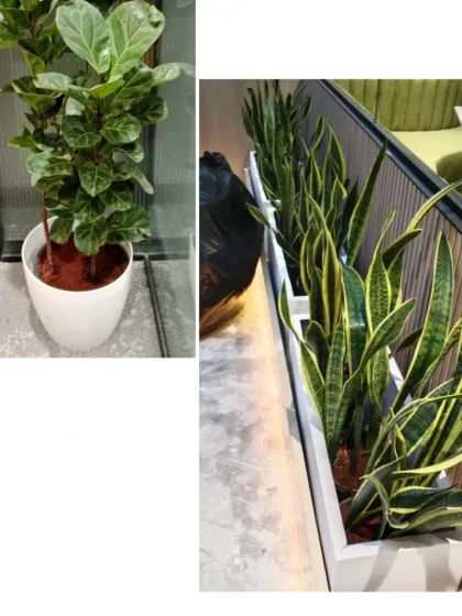 On the left, a Fiddle Leaf Fig adds a touch of trendy greenery. On the right, a long planter filled with Snake Plants acts as a natural, air-purifying barrier in an open-plan office.