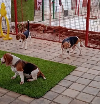 A lazy evening with the beagle gang..... After a long day of running and playing, sometimes you just need to chill out. These three are enjoying a quiet moment.