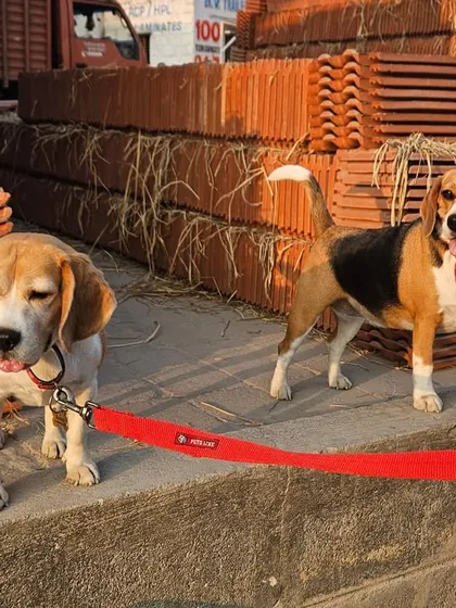 These two beagles are exploring a new environment on their walk. I love taking dogs on "sniffaris" to let them experience new sights and smells, which is great for their mental health.