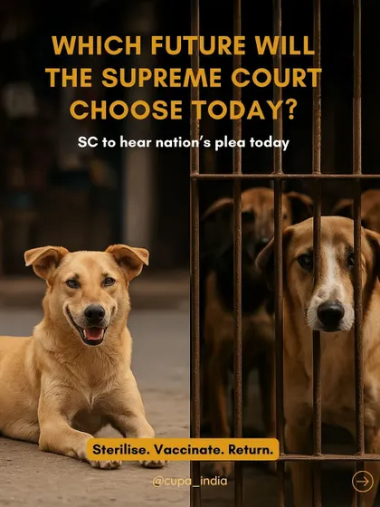 This image represents the critical choice we face. On one side, a happy, healthy dog living freely. On the other, dogs confined to overcrowded shelters. My legal advocacy fights for a future where every animal gets the chance to live a life of dignity, not one of suffering.