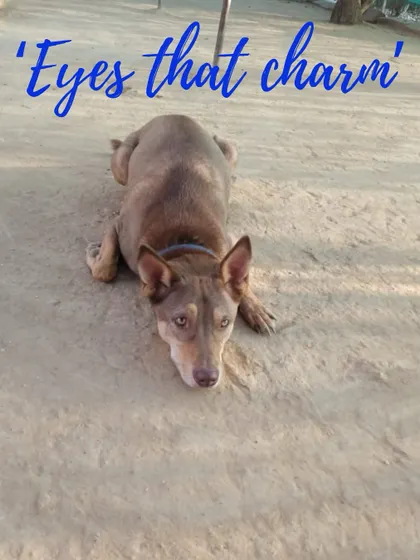 After a good run, Chikki settles down in the sand. Those charming eyes have seen a lot of fun today. We ensure every dog has space for both active play and quiet relaxation.