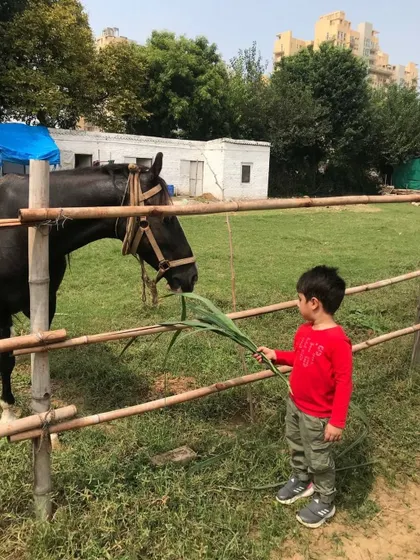 A little boy carefully feeding a horse over a wooden fence, a safe and memorable experience.