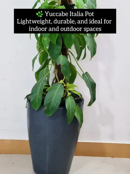 For larger indoor plants, a pot that is both durable and stylish is important. The Yuccabe Italia Pot is lightweight, making it easy to move, but also sturdy enough for a tall plant. It's a versatile choice that works well for both indoor and outdoor spaces.