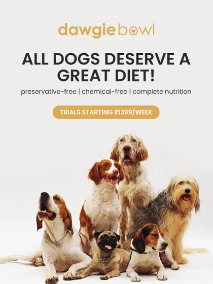 All dogs, no matter the breed or size, deserve a great diet. I provide complete nutrition that is free from preservatives and chemicals, ensuring every dog can be as healthy and happy as this diverse group.