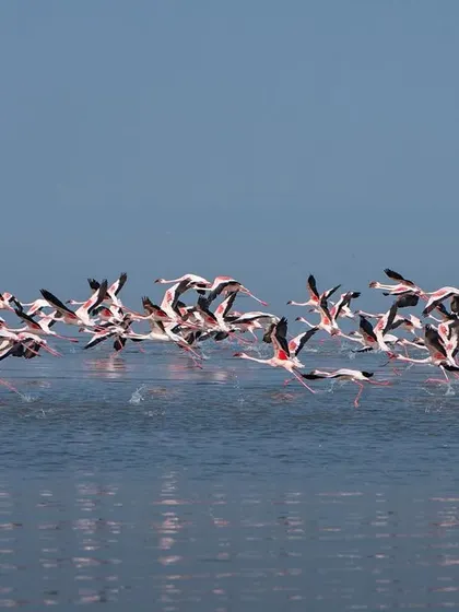 The reflection of the flying flamingos on the calm water creates a beautiful, symmetrical image.