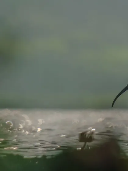 A Glossy Ibis silhouetted against the shimmering water at dusk. I use light and shadow to create a moody, painterly effect, turning a simple moment into a piece of evocative art.