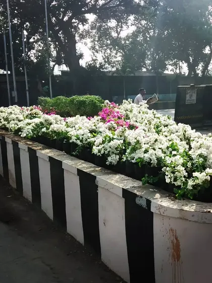 We take on large-scale public projects, like designing and planting these road islands for the city. This installation uses flowering bougainvillea and jasmine to bring beauty and nature to urban infrastructure.