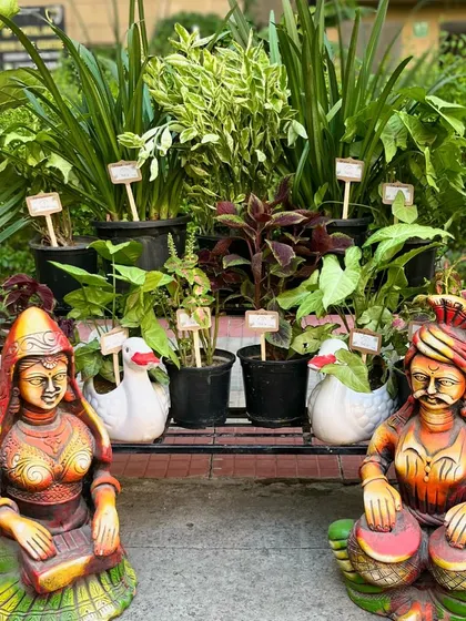 My displays often blend lush greenery with cultural decor. These traditional Indian musician statues add a vibrant, artistic element to a collection of indoor plants.