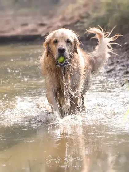 A Golden Retriever joyfully runs through a muddy creek with a tennis ball in its mouth, splashing water everywhere. This is the definition of a happy, playful pup.
