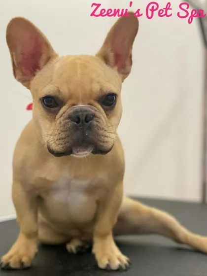 Zai, a French Bulldog puppy, looking very serious but super cute. I handle all puppies with extra care and patience.