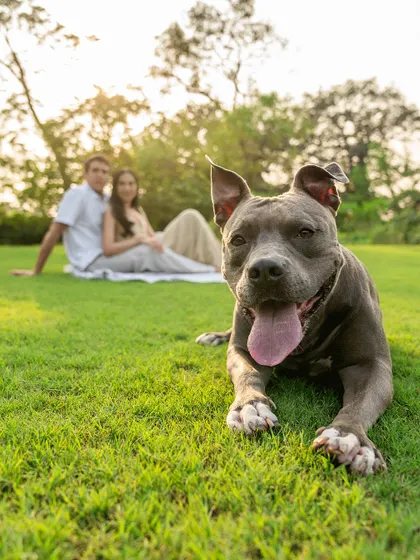 A classic engagement portrait with a furry twist. Millie the Pitbull takes center stage in this shot, lying happily in the grass while her newly engaged parents look on from the background. It's the perfect way to include your pet in your big announcement.