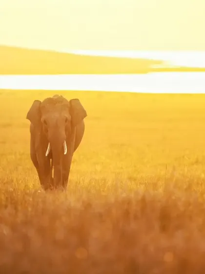 A tusker elephant emerges from the golden grasslands of Corbett at sunrise. This is the kind of magical light we chase on our safaris.