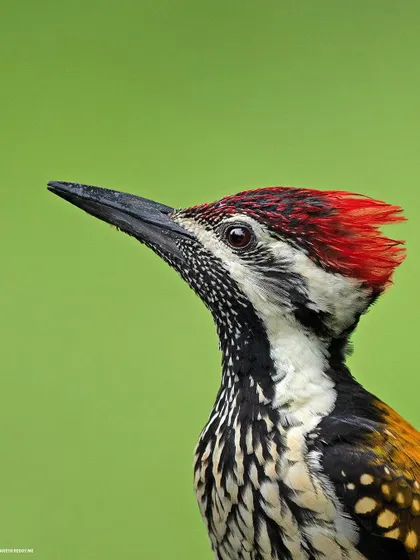 An extreme close-up of the Lesser Goldenback, giving a detailed view of its eye and head feathers.