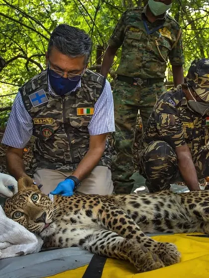 I documented a team of dedicated researchers and forest officials as they radio-tagged a wild leopard in Mumbai. This process is crucial for gathering data to understand the animal's movement and behavior, forming the scientific backbone of our conservation efforts.
