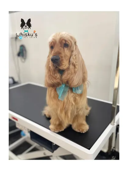 Olly sitting patiently on the grooming table. His coat is looking healthy and shiny.