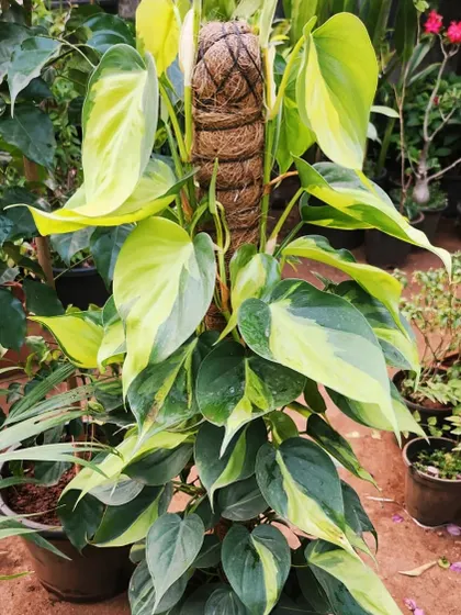 A Philodendron Brasil climbing a moss stick. The combination of lime green and dark green on its heart-shaped leaves is just beautiful.