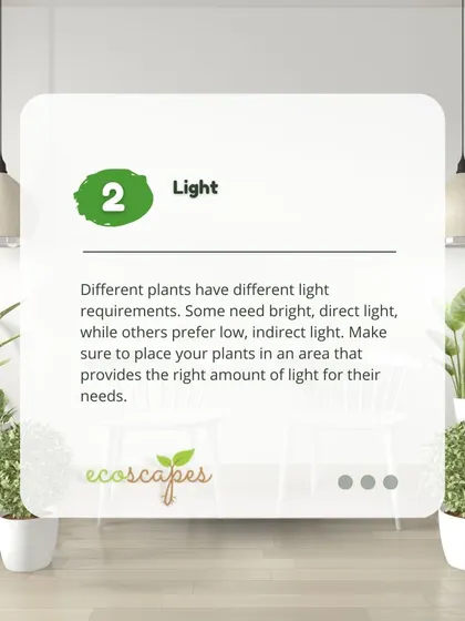 Indoor Tip 2: Light. Different plants have different light needs. We help you choose plants that will thrive in the light conditions of your home, whether it's bright direct sun or a low-light corner.