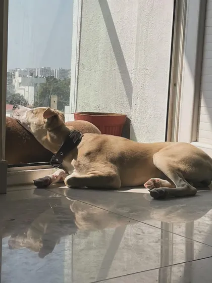 Soaking up the morning sun. This pup found a perfect, quiet spot by the window to relax and watch the world go by. We have plenty of sunny corners for peaceful afternoon naps.