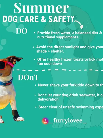 Summer requires extra care for our furry friends. This guide provides simple 'Do's and 'Don'ts' for summer dog safety, like providing fresh water and avoiding hot pavement.