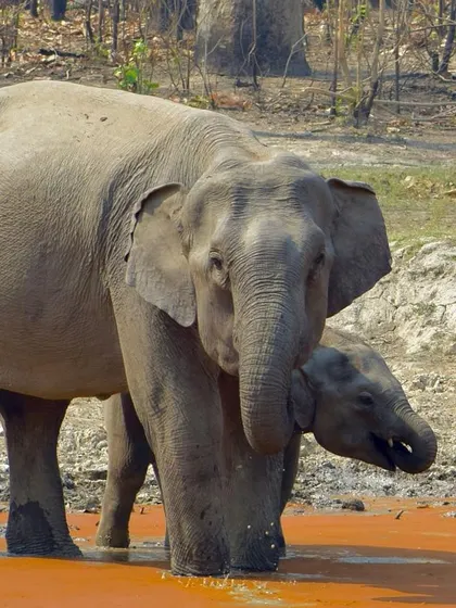 The calf peeks out from behind its mother, a shy but curious moment.