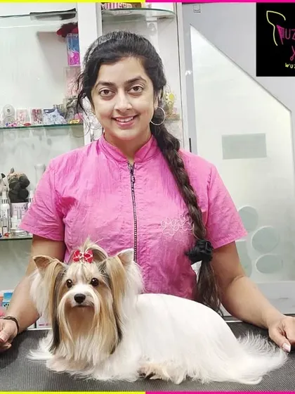A fresh start for the new year for this Biewer Terrier. This breed's beautiful tri-color coat looks stunning after a professional groom and style.
