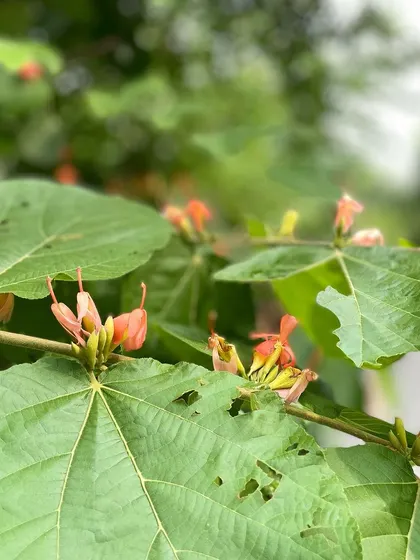 The large, heart-shaped leaves and unique flowers of the Kaim (Mitragyna parvifolia) tree. This native species is a beautiful addition to our restored corridors.