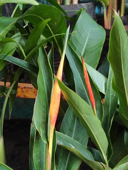 A close-up of our flowering Heliconia plants. These hardy perennials are perfect for bringing a tropical feel to your garden and are available at a ready-to-flower stage.