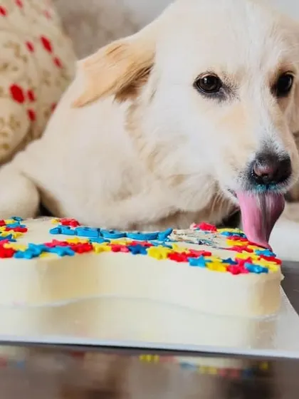 A duplicate of image 12, showing a dog licking a rainbow cake.
