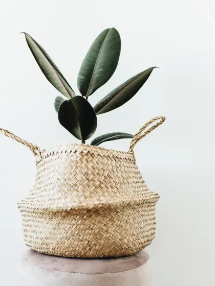 A Rubber Plant (Ficus elastica) in a flexible seagrass basket. Its dark, moody leaves provide a beautiful contrast in brightly lit, neutral-toned spaces.