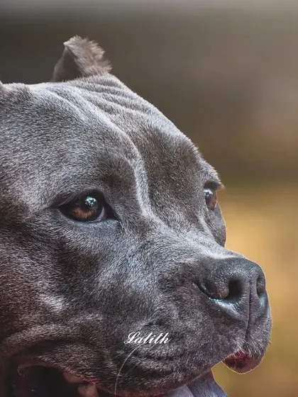 A thoughtful, detailed close-up of an American Bully's face. This shot focuses on the wrinkles on his brow and his intense gaze, capturing a quiet, introspective moment.
