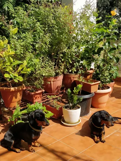 Sun's out, tongues out! Lupa and Nori, a mother and baby Dachshund duo, are enjoying a warm sunbath on the patio. They love sitting side-by-side among the plants.