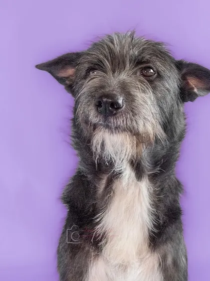 Another shot of Bozo, looking thoughtful against a purple backdrop. Studio portraits allow for a wide range of expressions.