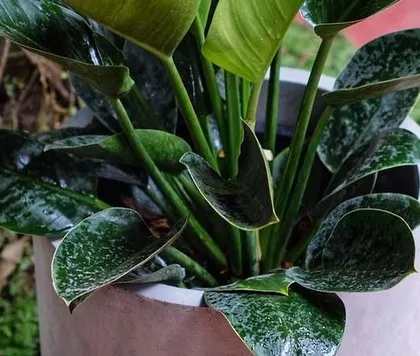 A close-up of a healthy indoor plant with large, glossy leaves, potted in a simple container.