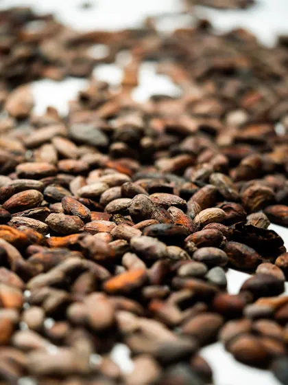 A close-up of perfectly roasted cacao beans. The roasting process is where the chocolatier's artistry truly begins, unlocking the complex aromas and flavors hidden within the raw bean.