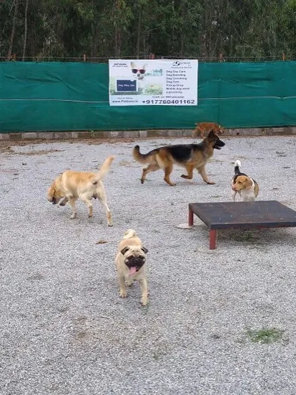 Playtime is in full swing with this group of dogs, including a Pug, a German Shepherd, and a Labrador, enjoying the open space.