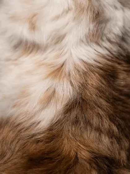 The back of a Shih Tzu's head might not seem like a typical portrait, but I love the abstract quality of the fur's texture and color. It's a different way of seeing your pet as art.