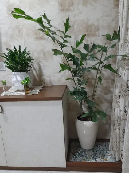 This fishtail palm adds a touch of the tropics to this indoor corner. Placed on a bed of pebbles, it not only looks great but also helps with humidity, making it a happy and healthy addition to the home.