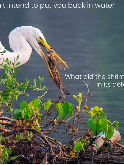 An egret's lucky day with a large shrimp, but the plastic bottle floating nearby tells a darker story. This image is a commentary on the plastic pollution that chokes our wetlands. I often use such images to urge people to make conscious choices, like carrying reusable bottles.