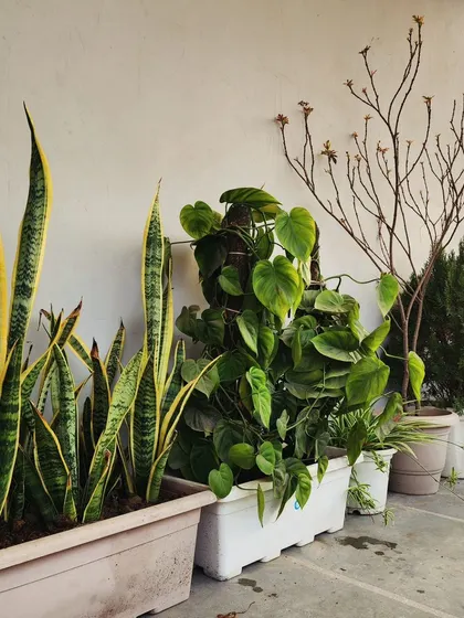 A collection of low-maintenance plants like Snake Plants and Philodendrons in modern planters, perfect for a clean and green terrace design.