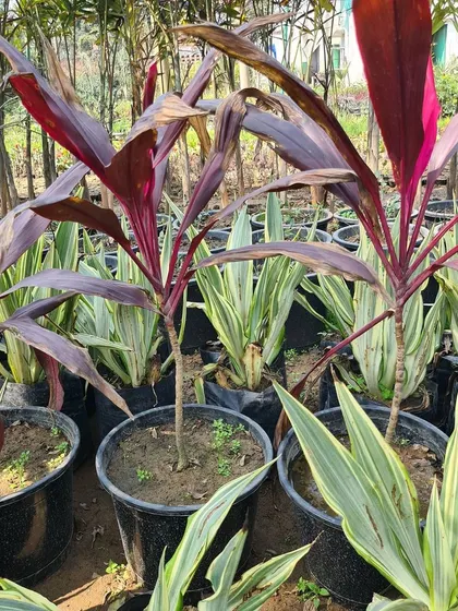 More of my Dracaena stock, showing different varieties ready in pots for immediate use in interior landscaping projects.