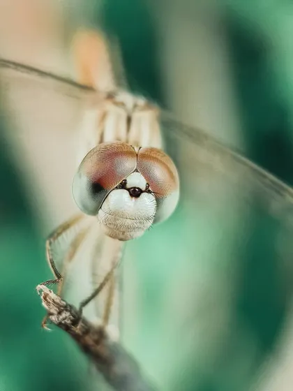 A stunning macro portrait of a dragonfly, focusing on its large, detailed compound eyes. The soft green background makes the subject stand out beautifully.