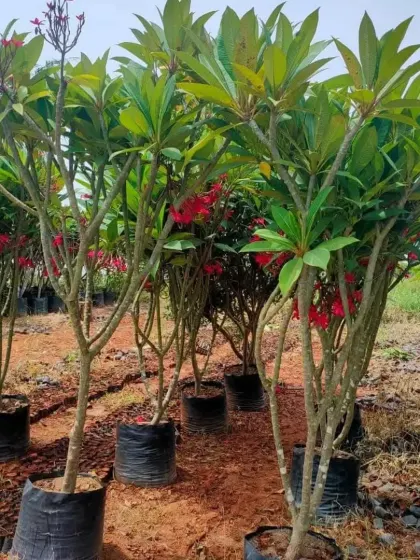 A group of Plumeria trees in nursery bags, ready to be planted out in a garden.