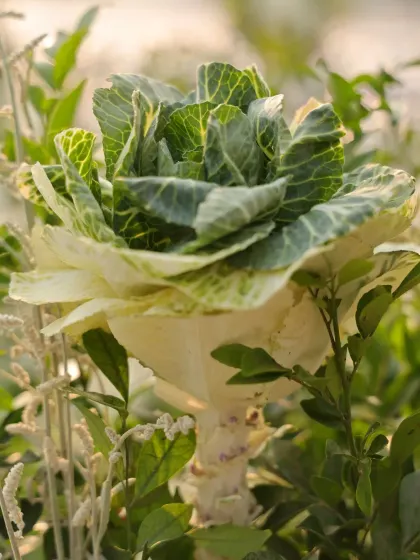 An ornamental cabbage flower, used for its unique shape and texture to create a modern and interesting floral design.