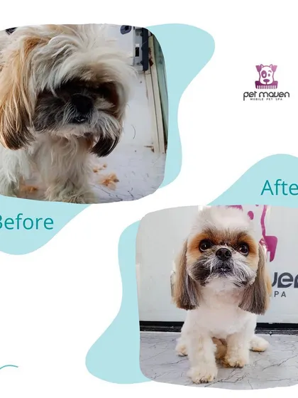This before-and-after shows a dramatic improvement in both look and comfort. A proper haircut removes matted fur and helps keep your pet's skin healthy.