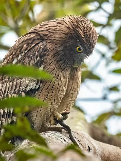 The Brown Fish Owl looks down at the snake, a moment of quiet intensity before it begins its meal.